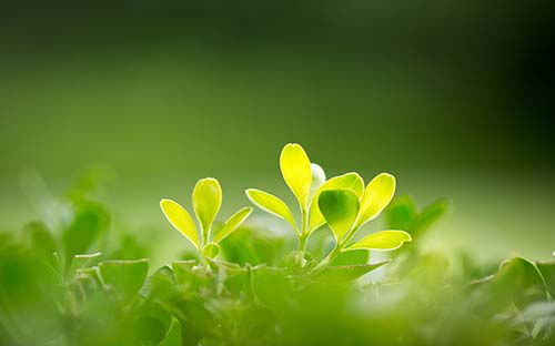 高中留學澳洲花多少錢